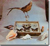 Exhibits from Zoology Department Museum, Faculty of Biology and Soil